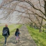 柳瀬川お花見散歩