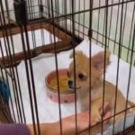 我が家にチワワがやってきた
