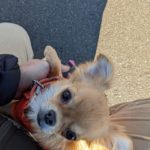 もんちゃんの年齢詐称疑惑